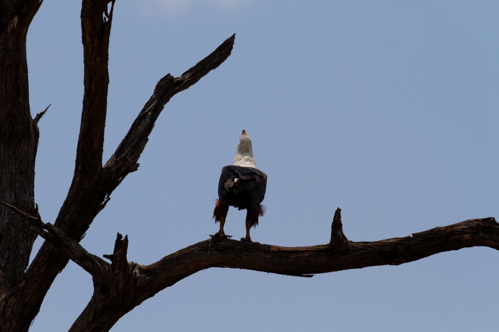 08 - Kruger NP (35).jpg